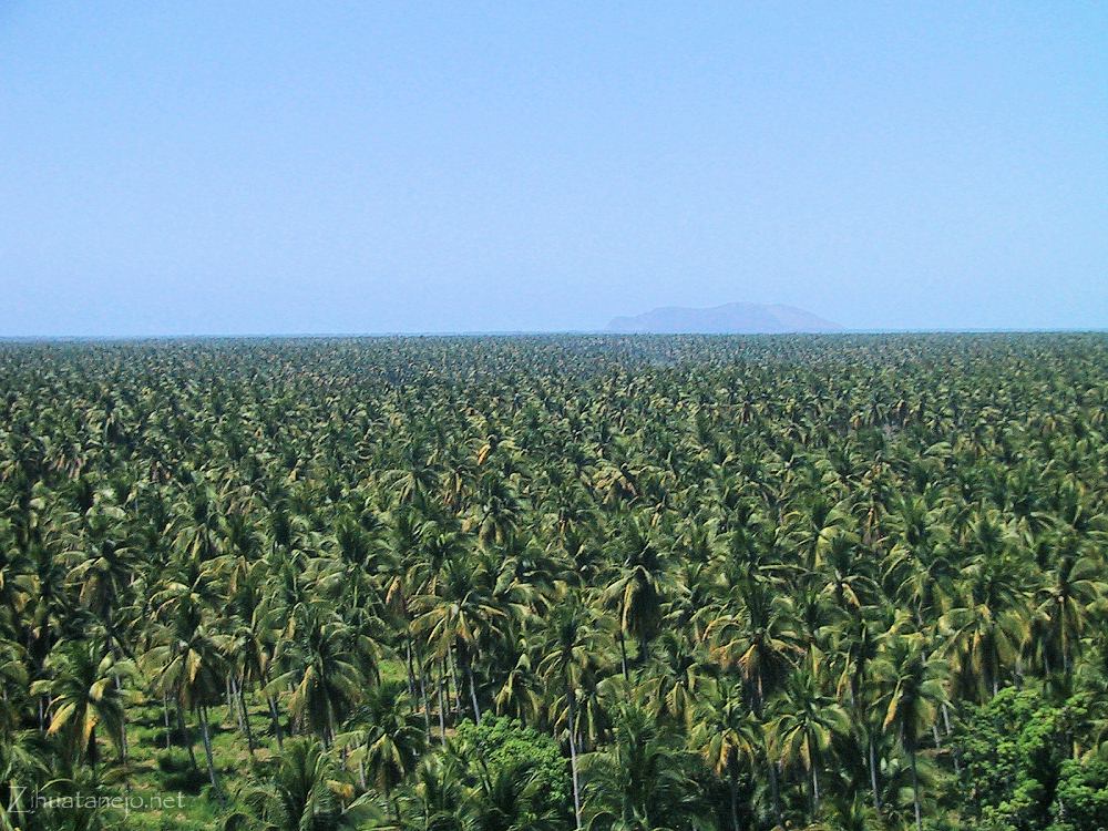 Huertas de cocos