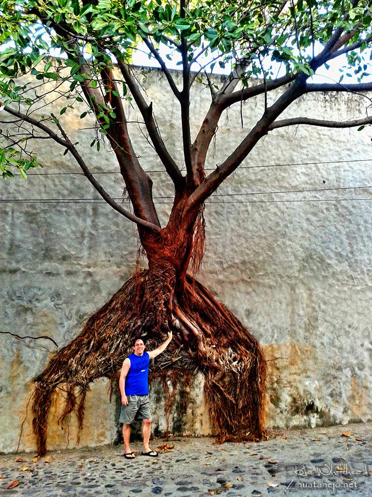 &Aacute;rbol amate creciendo desde en muro, Zihuatanejo