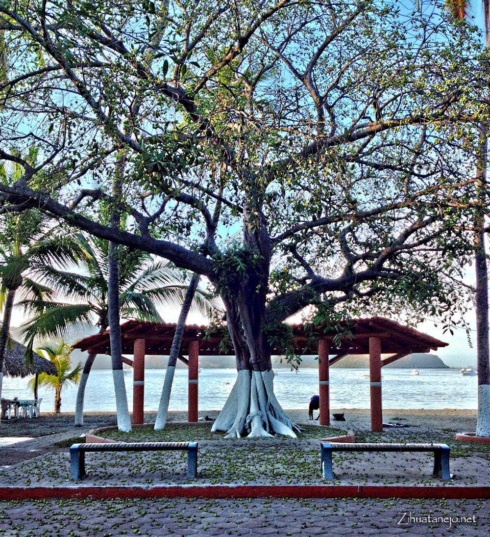 Un &aacute;rbol amate suelta su fruta, Zihuatanejo