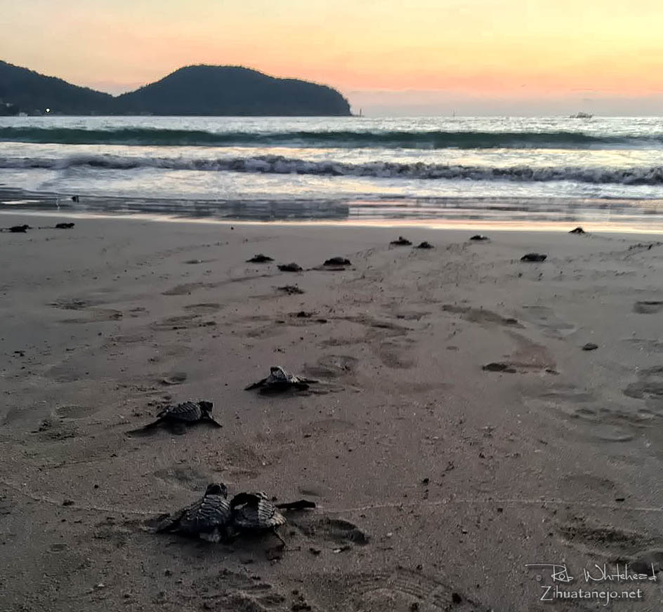 Tortuguitas reci&eacute;n nacidas en Playa La Ropa, Zihuatanejo