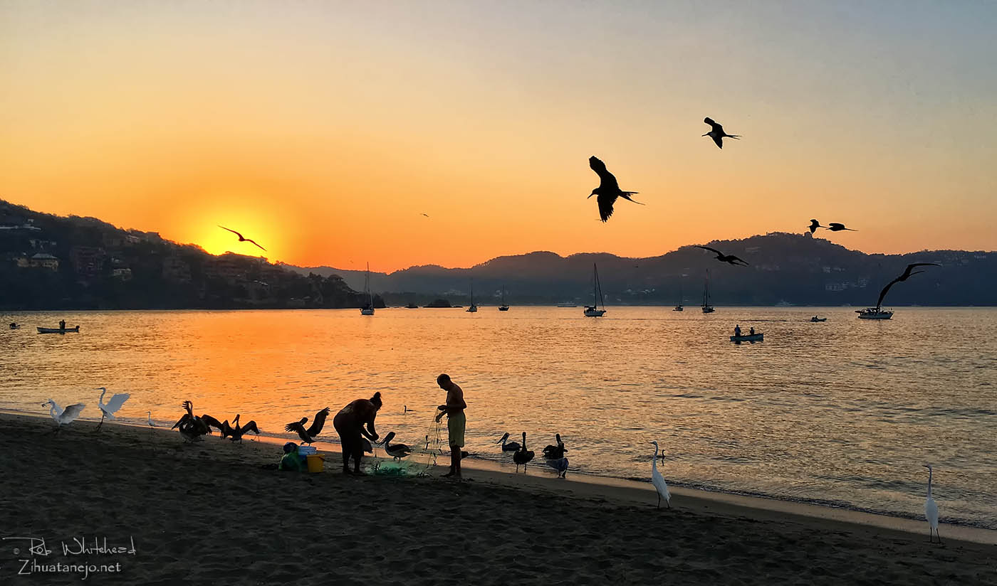 Pel&iacute;canos, aves fragatas, garzas blancas y cormor&aacute;nes