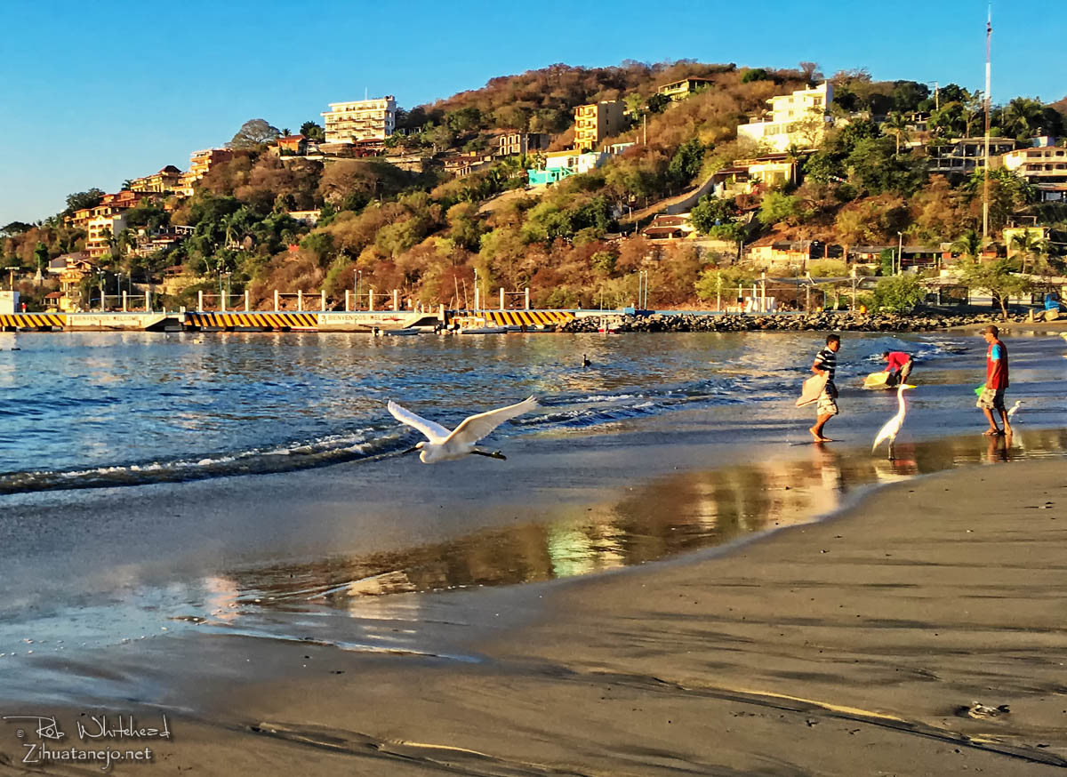 Garceta volando en Playa Principal, Zihuatanejo