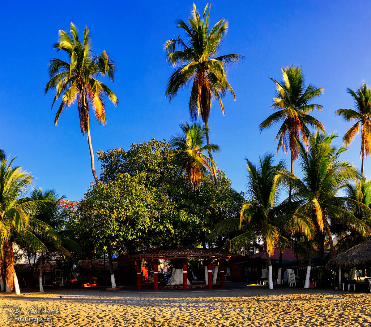 Un &aacute;rbol amate en la Plaza del Artista, Zihuatanejo